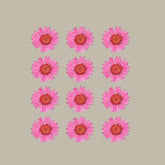 Dried pressed Daisy Flower-Pink